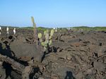 Galapagos (Mar 2009) - Day 08 - 132
